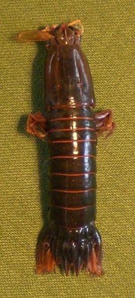 gonodactylus smithii T.F.C..JPG